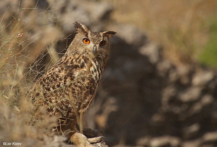   Eurasian Eagle-Owl  Bubo bubo ,Ramat - Sirin  ,Israel,06-05-10. Lior Kislev              